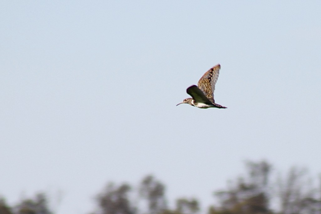 Australian Painted Snipe in flight over rice field_Photo by Matt Herring
