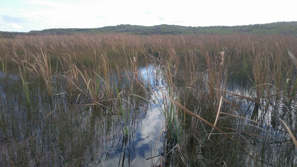 Long Swamp. Photo by Mark Bachmann