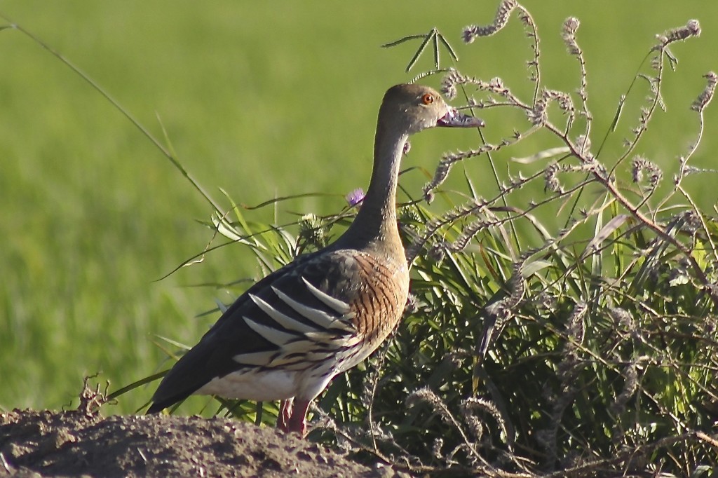 Plumed Whistling Duck in a rice field. Photo by Matt Herring