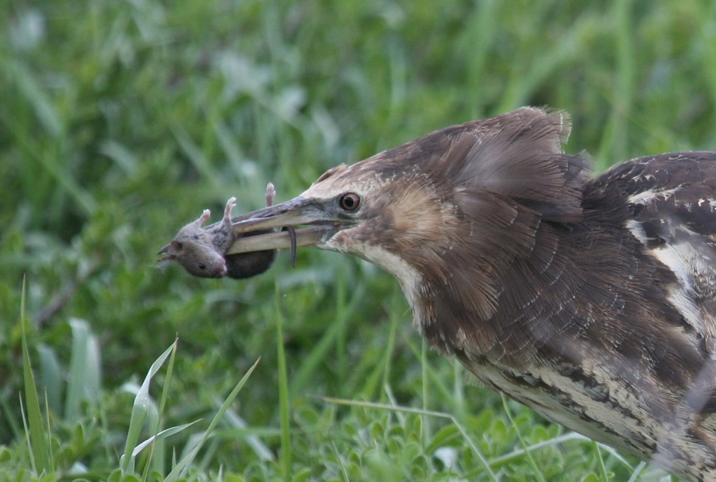 Australasian Bittern with mouse. Photo by Peter O'Connell
