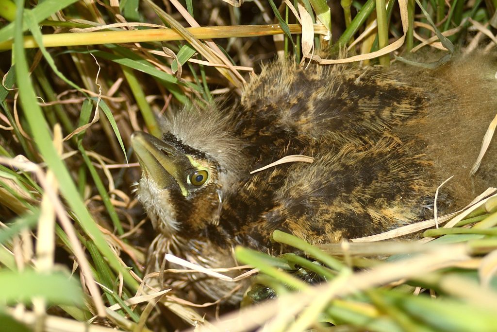 A.Bittern chick 50m frm nest 18 days old MHERRING