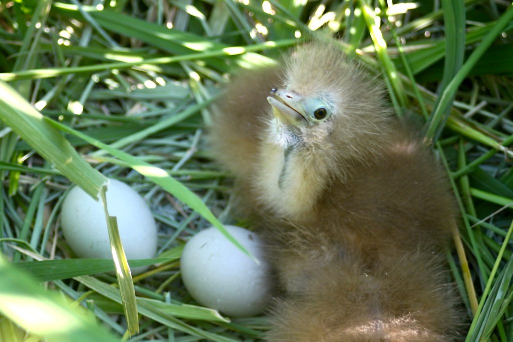 A.Bittern nest with chicks and eggs MHERRING