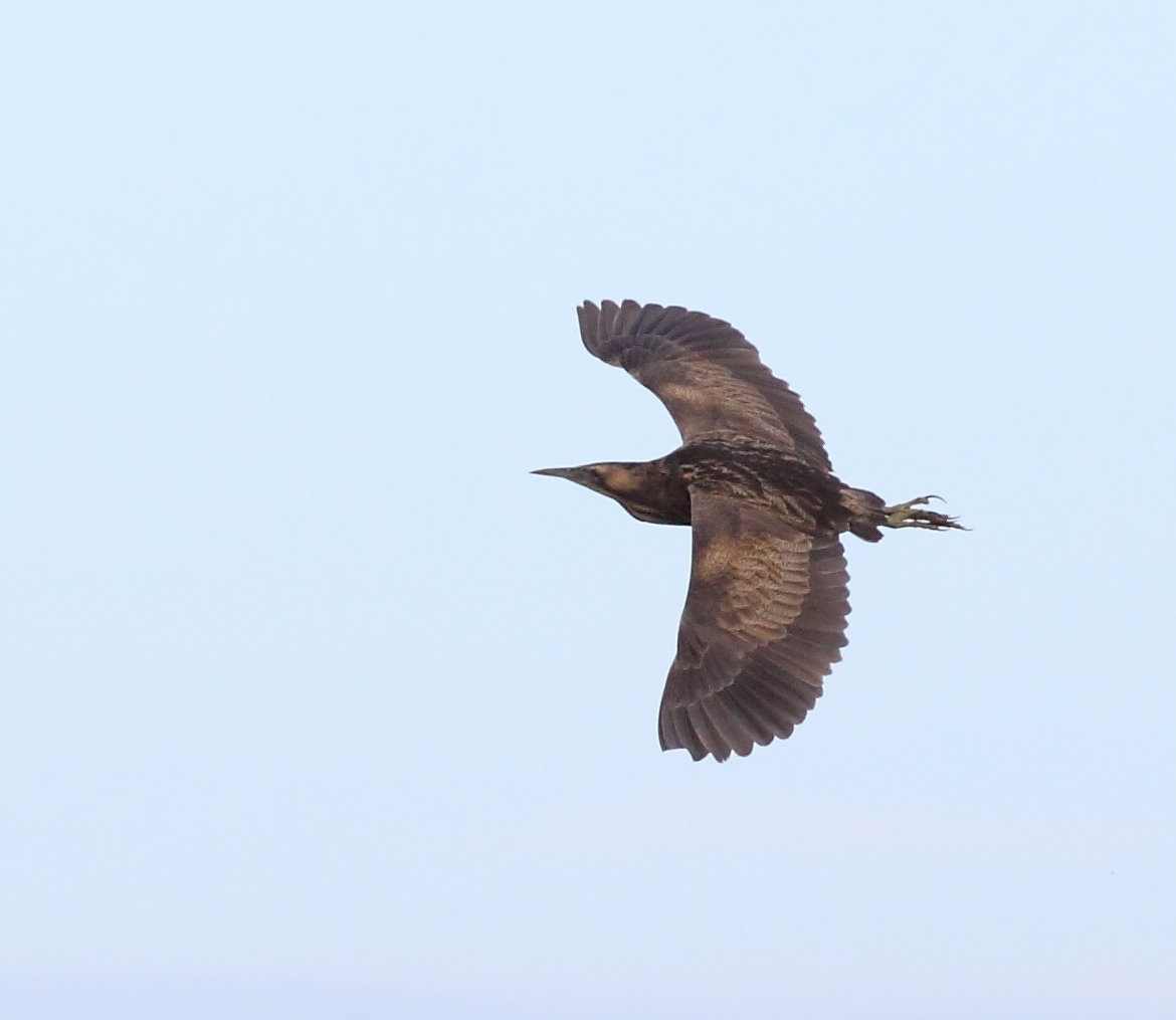 1% of Global Bittern Population On Two Rice Farms