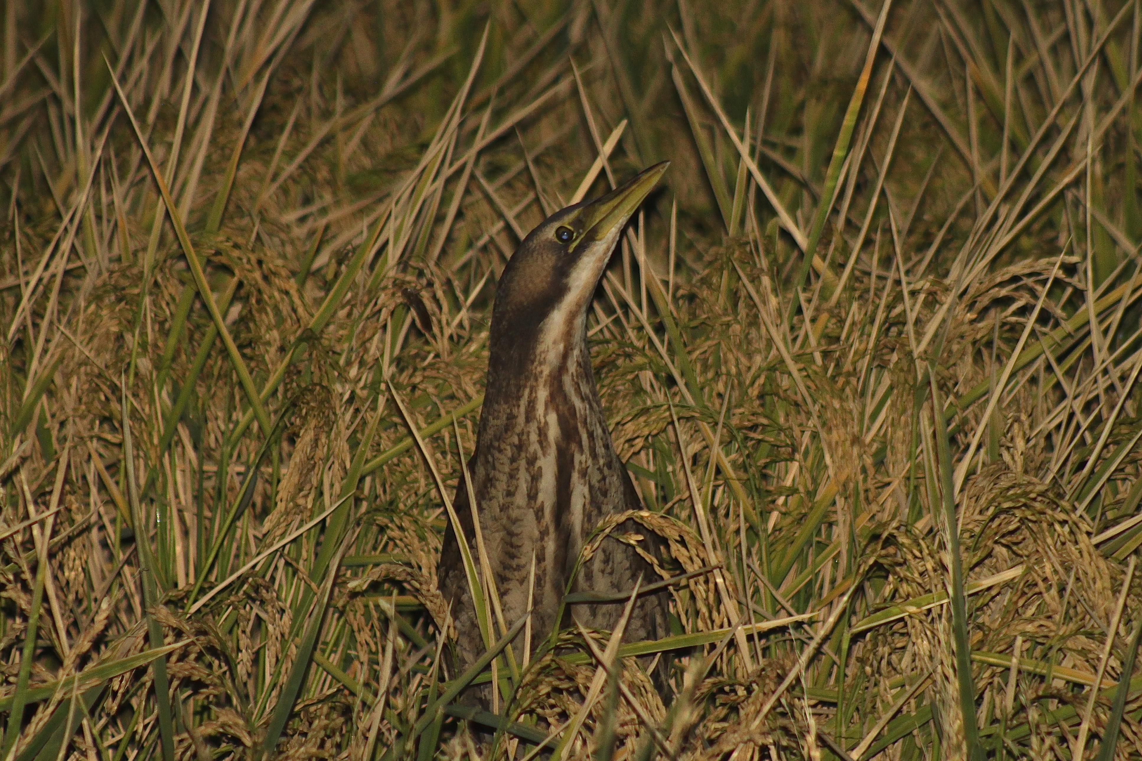 Bittern Chick Fledges Near Griffith, 1st March 2015: 