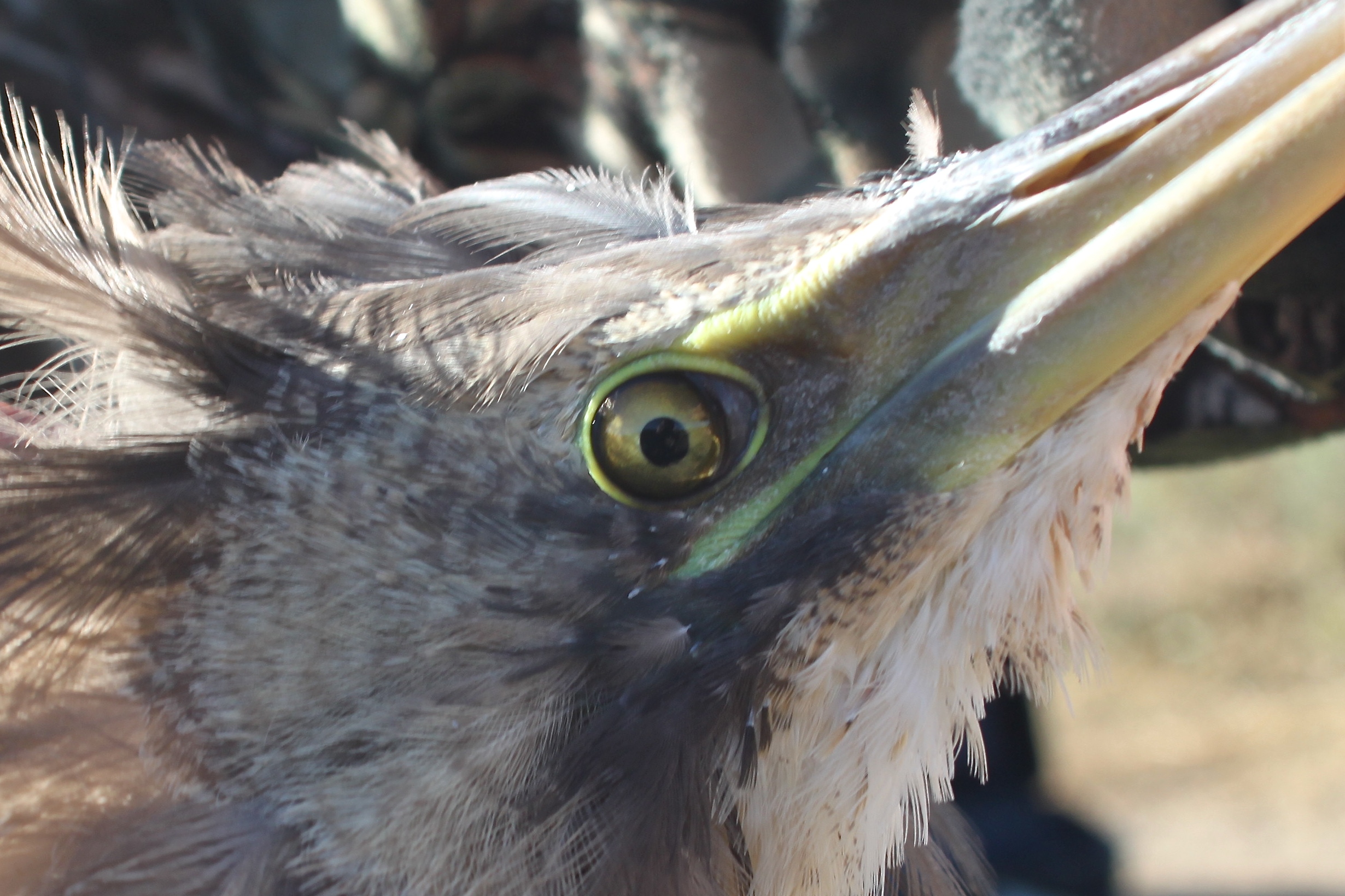 Let us introduce Robbie the bittern …