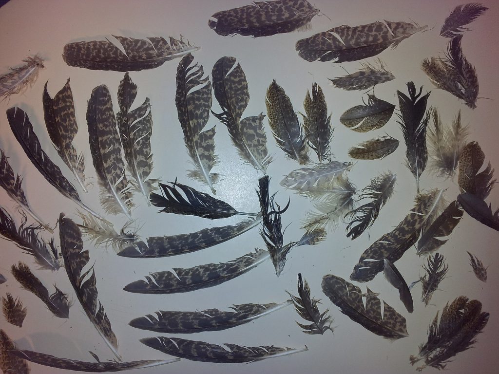 Juvenile Australasian Bittern feathers. Photo by Matt Herring