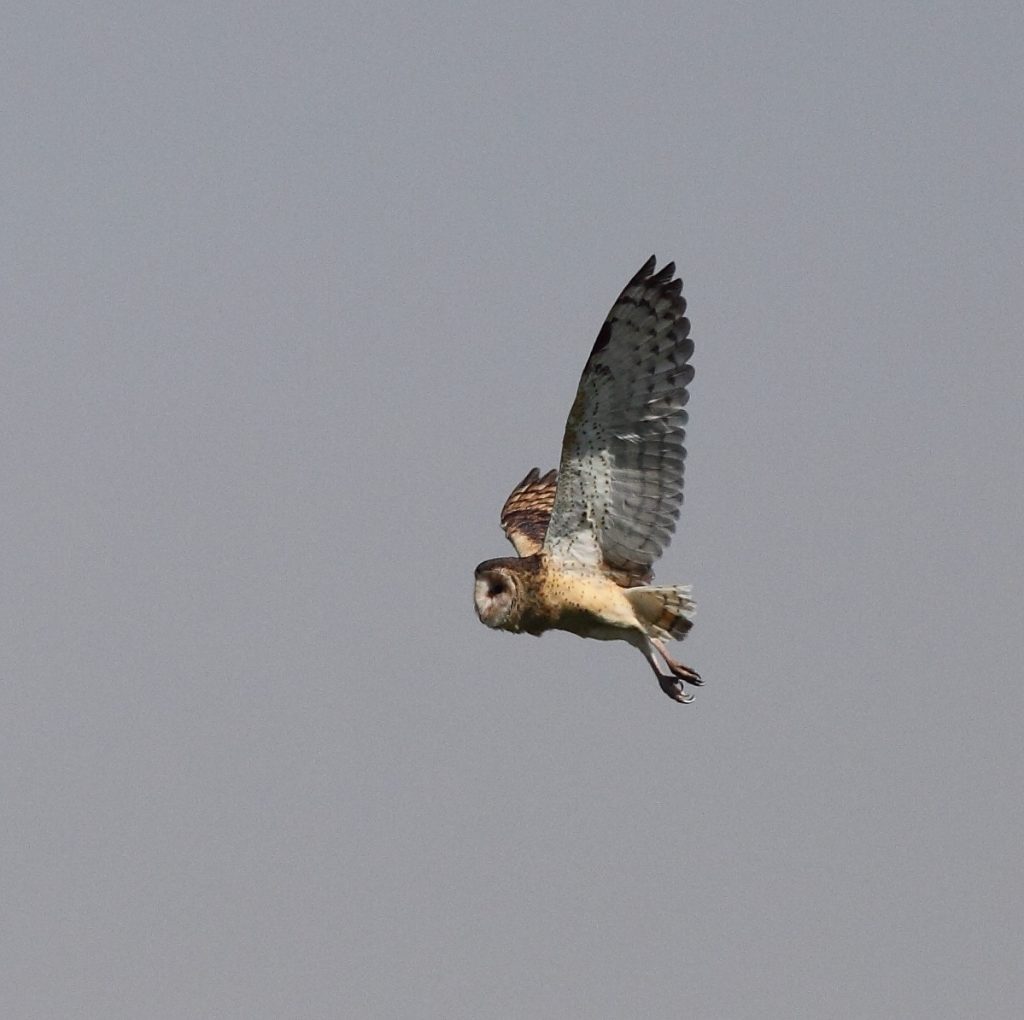 Eastern Grass Owl in flight over rice field. Photo by ANDREW SILCOCKS