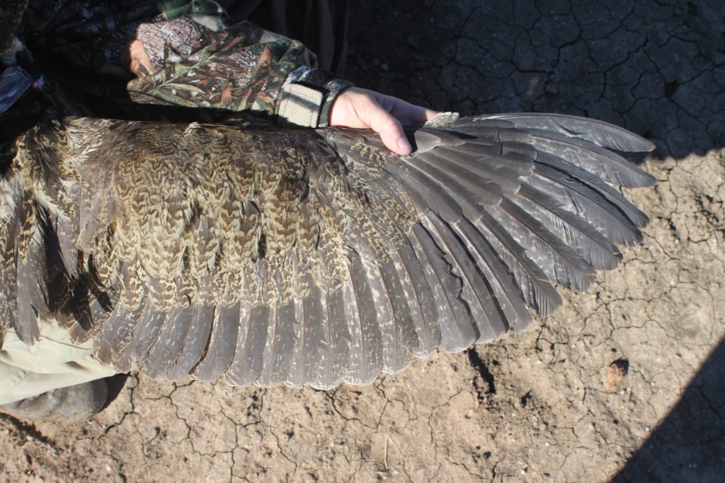 A wing of Robbie the Australasian Bittern. Photo by Matt Herring