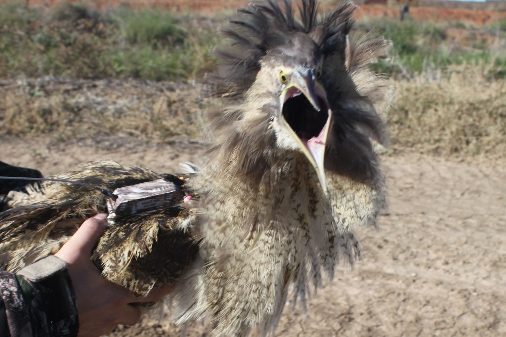 Australasian Bittern known as Robbie just prior to release April 21st 2015. Photo: Matt Herring