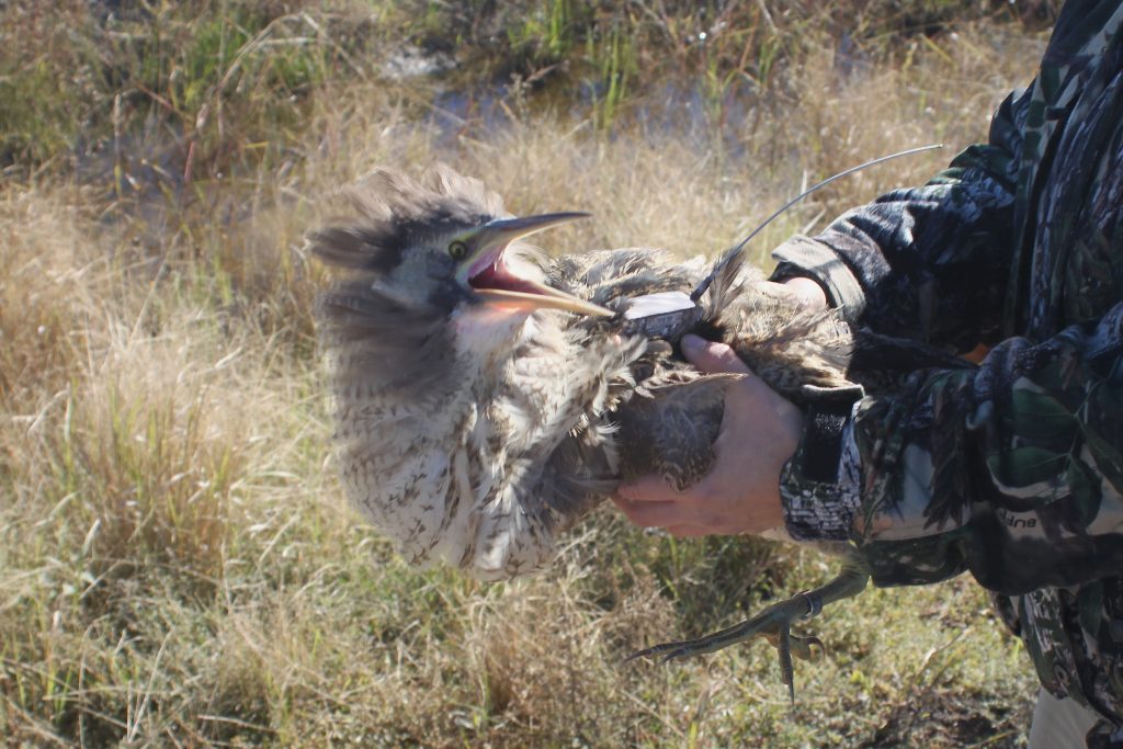 Australasian Bittern known as Robbie just prior to release April 21st 2015. Coleambally. Photo: Matt Herring