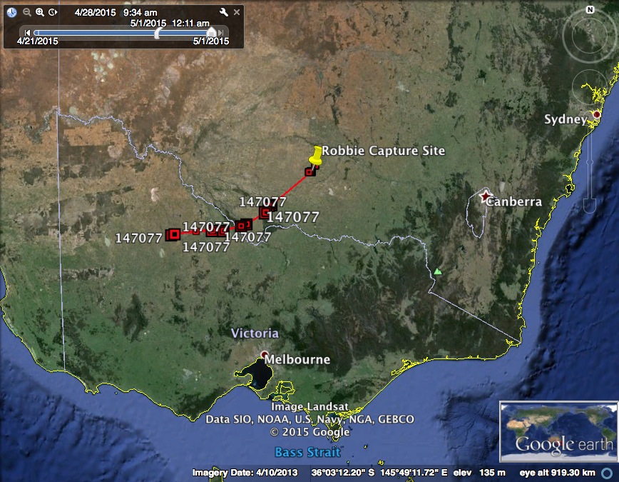 Robbie has moved interstate: 264+ kms and counting …