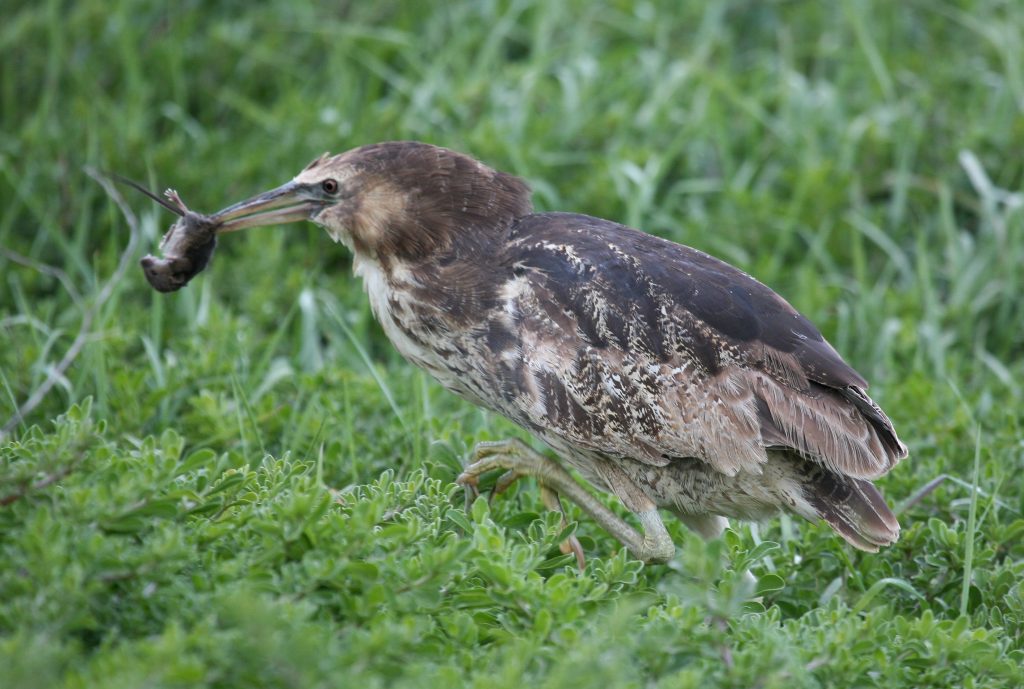 Australasian Bittern Botaurus poiciloptilus with mouse. Photo by Peter O'Connell