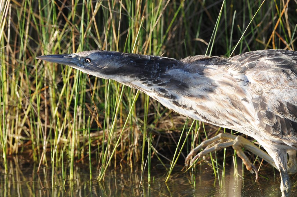 Australasian Bittern Botaurus poiciloptilus. Photo by Peter Merritt www.merrittimages.com.au