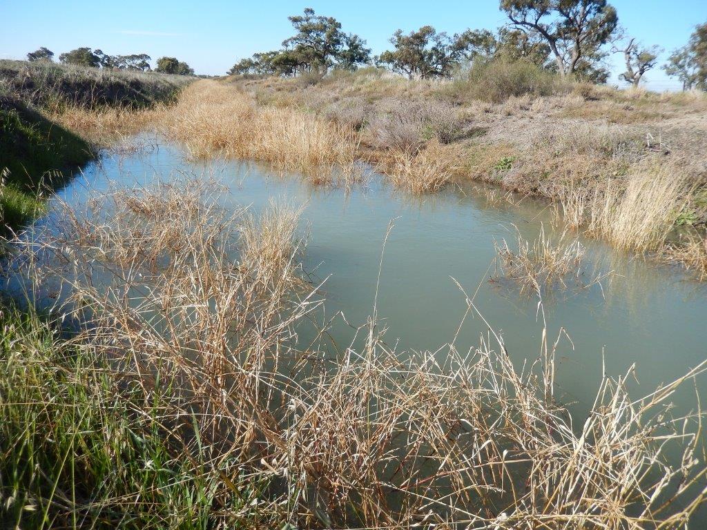 Enviro water for drain; Goulburn bitterns; key supporters; & Robbie update.