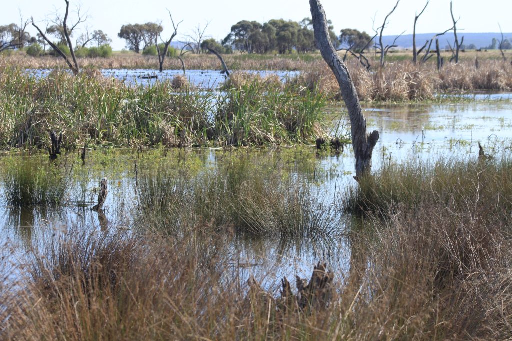 Constructed wetland near Leeton Photo by Matt Herring