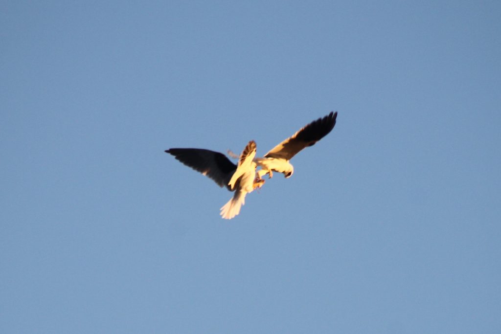 Black-shouldered Kites passing a mouse. Photo by Matt Herring