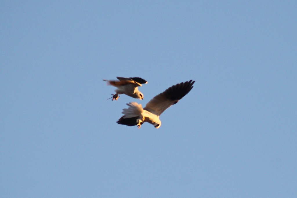 Black-shouldered Kites successfully passing a mouse. Photo by Matt Herring