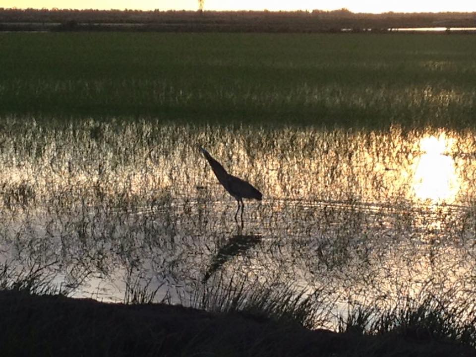 Robbie back in Vic. as rice season begins