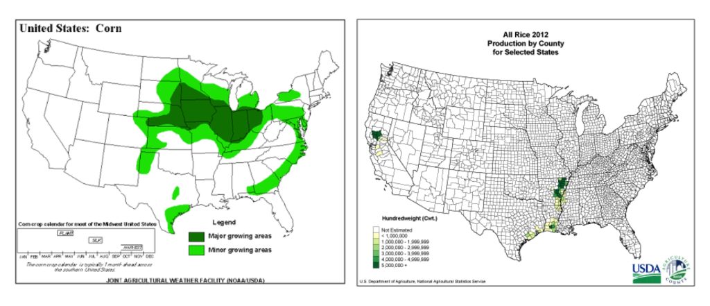 Corn and rice in U.S.