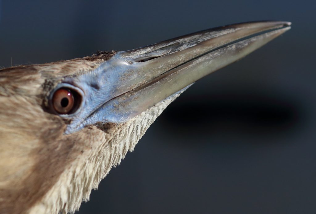 LR_Australasian Bittern_Coly_Jan16_IMG_0986a