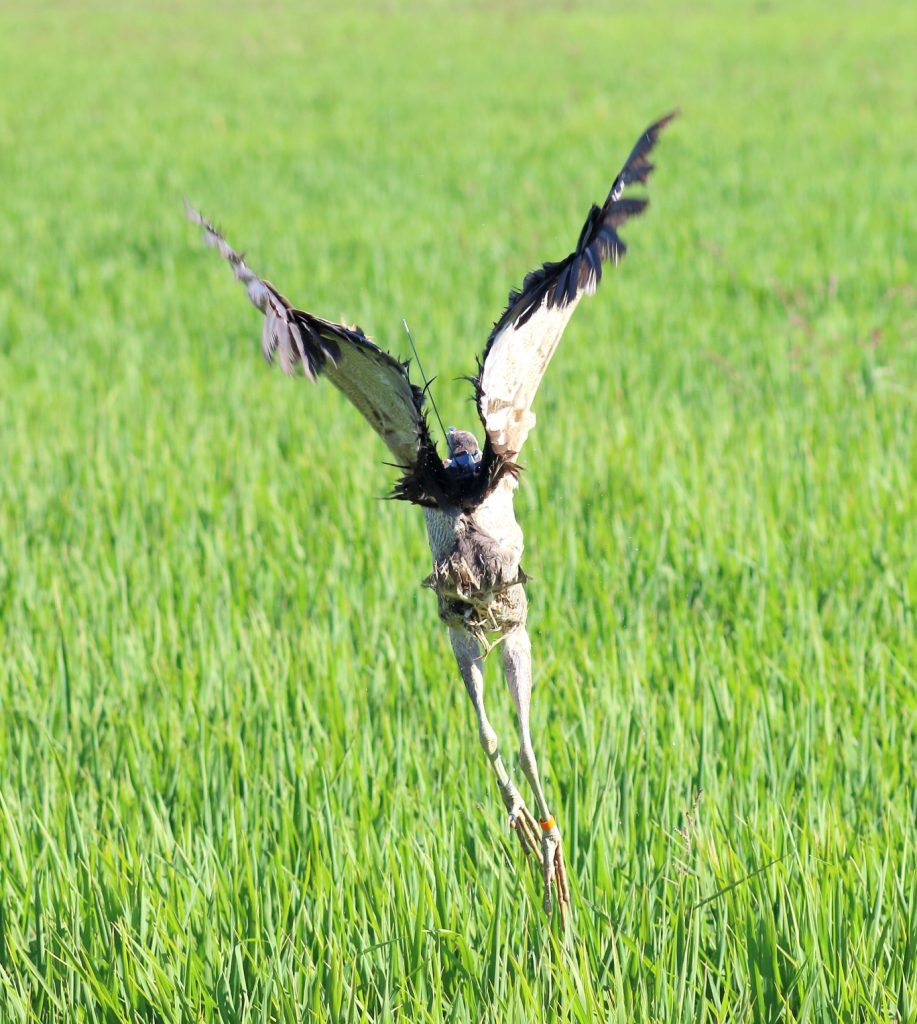 LR_Australasian Bittern_Coly_Jan16_IMG_1018