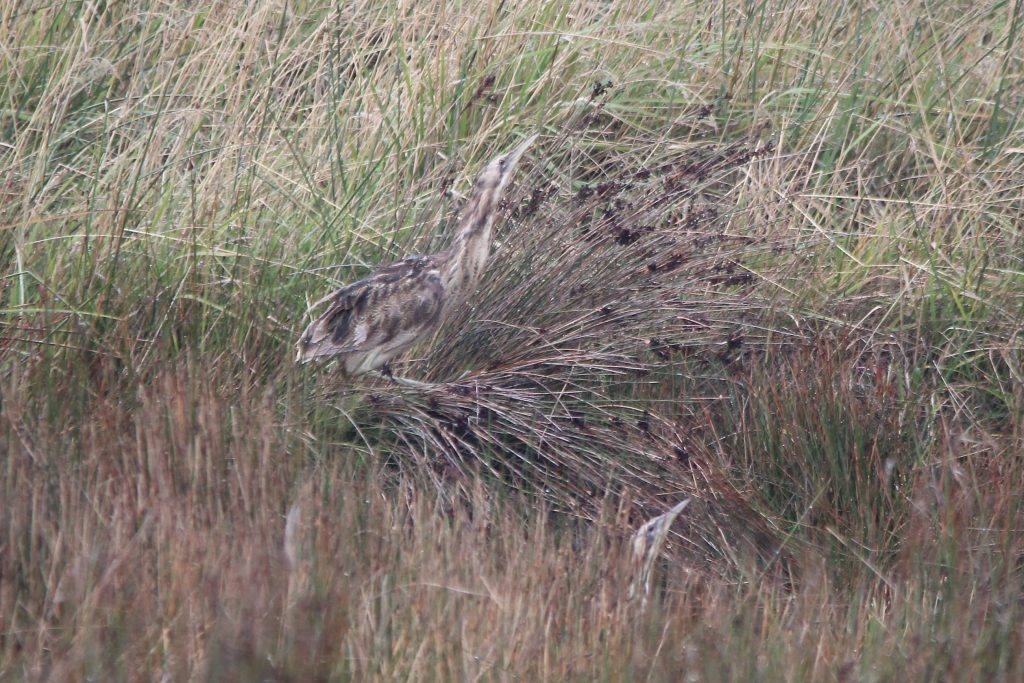 Australasian Bittern known as Robbie photographed at Pick Swamp by Bob Green