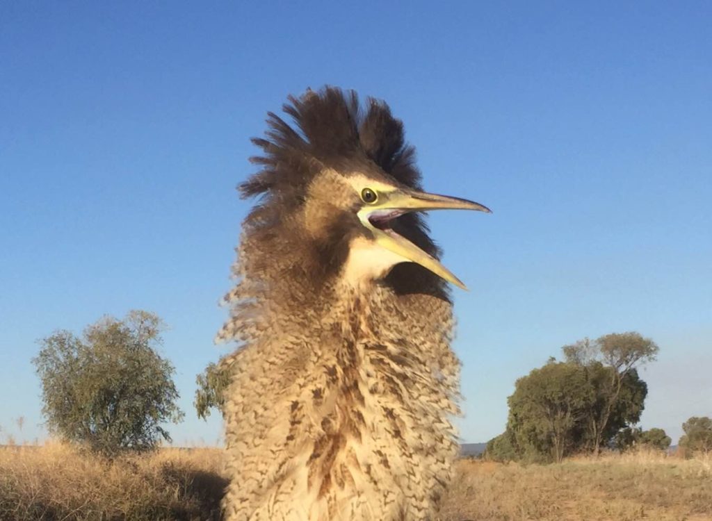 COG the Australasian Bittern fitted with a satellite transmitter near Murrami NSW. Photo by Matt Herring, Bitterns in Rice Project