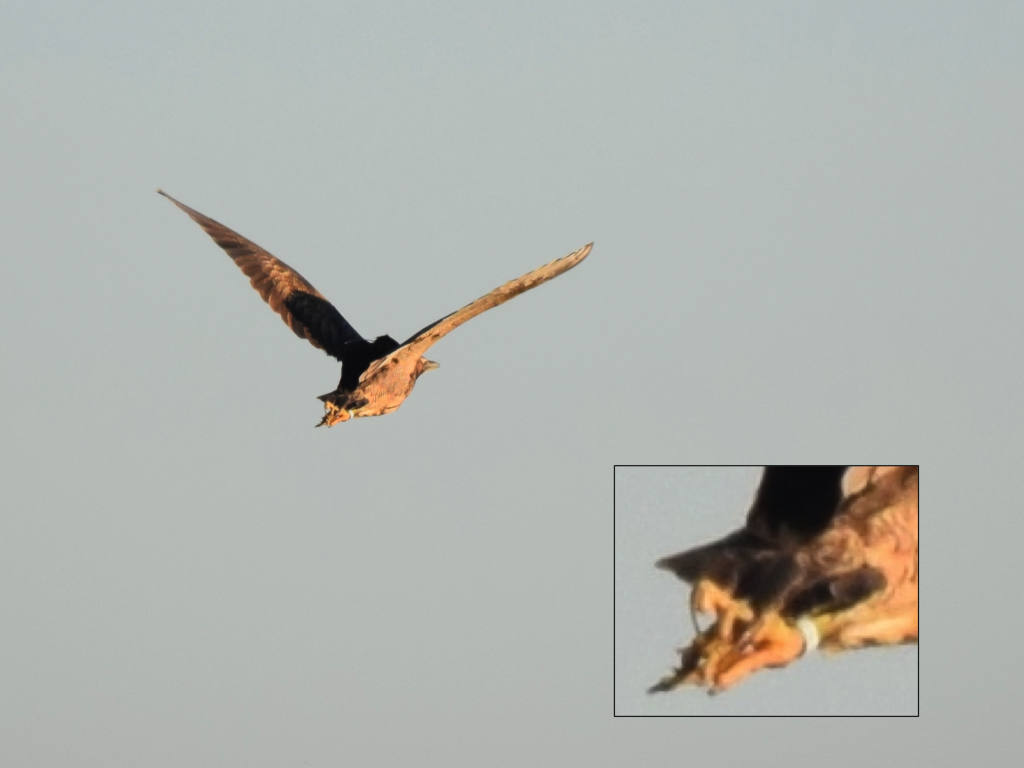 Coly-Lion at Tootgarook showing pale blue band