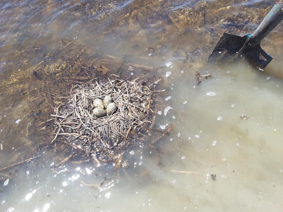 Black-winged Stilt nest near Wakool, late November 2016_Les Gordon