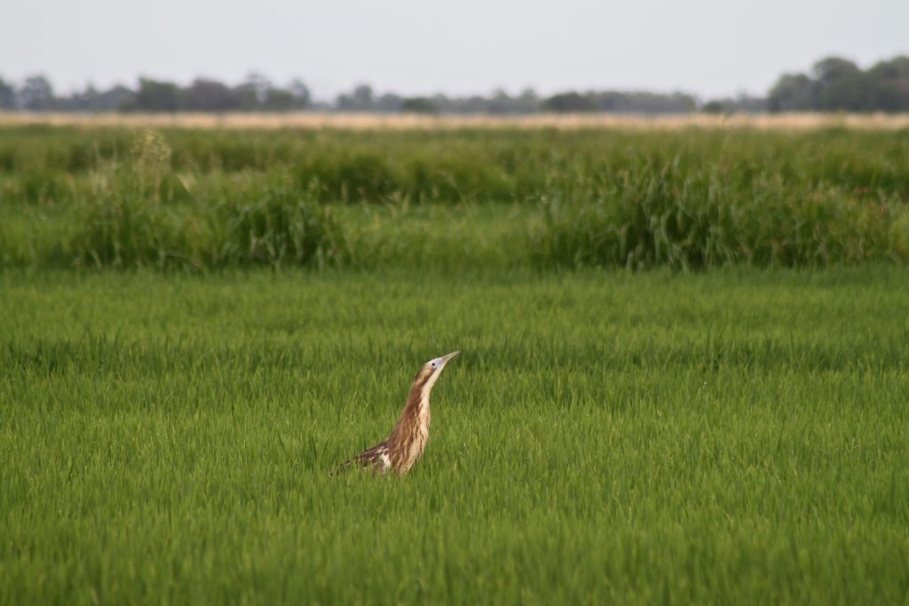 Australasian Bittern in rice crop January 2017_Matt Herring