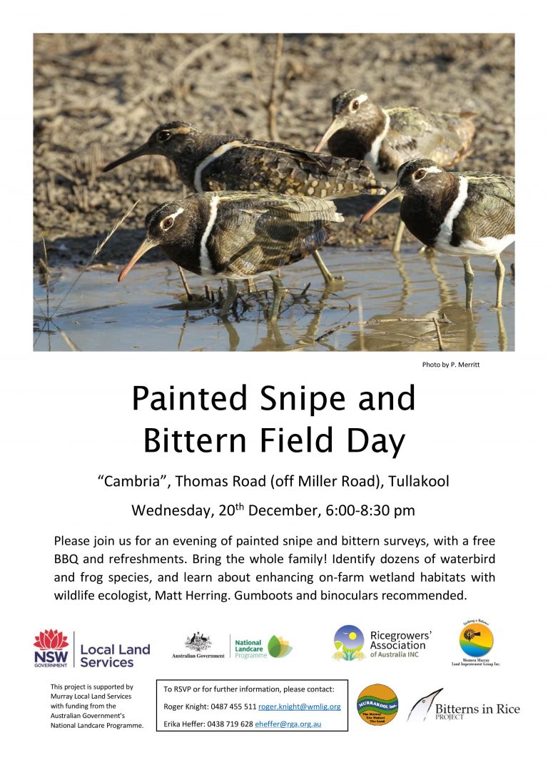 Tullakool Painted Snipe and Bittern Field Day: 20 Dec. 2017