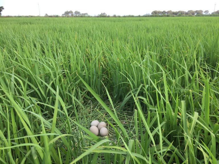 New Paper: Producing rice while conserving the habitat of an endangered waterbird: Incentives for farmers to integrate water management